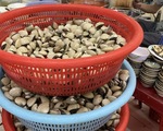 ホーチミンで海鮮を満喫しよう〜4区の貝ストリート〜