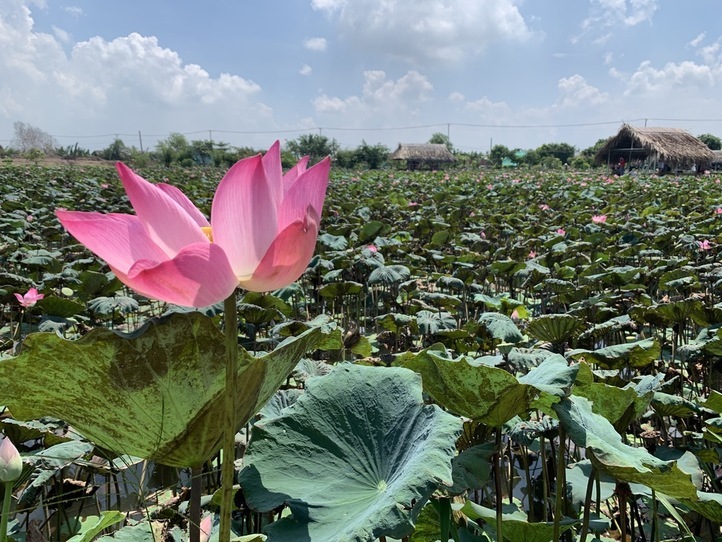 【週末特集】ベトナムの国花、ハスの花を堪能できるハス池に行ってみよう〜「Tam Da Dam Sen」〜
