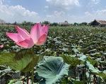 【週末特集】ベトナムの国花、ハスの花を堪能できるハス池に行ってみよう〜「Tam Da Dam Sen」〜