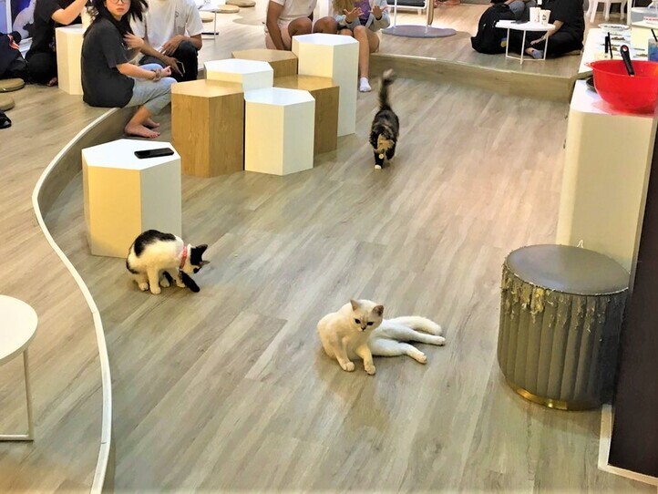 ホーチミンの猫カフェ「CATFE」に行ってみた