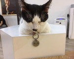 ホーチミンの猫カフェ「CATFE」に行ってみた