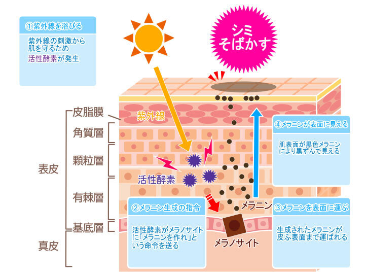 シミの根本へアプローチ!美白美容液D-naがロート製薬から新発売