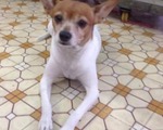 ベトナムの犬の名前事情