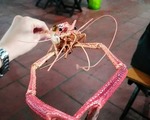 初心者でも釣れる!娯楽の定番「エビ釣り」を楽しもう