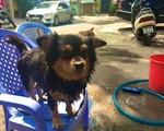 在住者が見たテト(旧正月)のホーチミン
