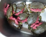 今が旬。カマウのカニは卵を食べる