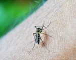 ホーチミン旅行で怖いデング熱とは
