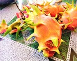 ドラゴンフルーツ畑に行ってみた