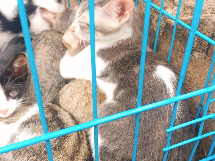 ベトナムのペット事情~ホーチミンで猫を飼ってみた〜