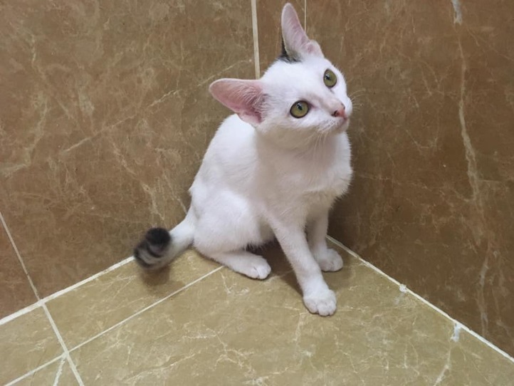 ベトナムのペット事情~ホーチミンで猫を飼ってみた〜