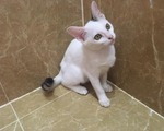ベトナムのペット事情~ホーチミンで猫を飼ってみた〜